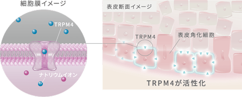 イメージ図:細胞膜と表皮断面