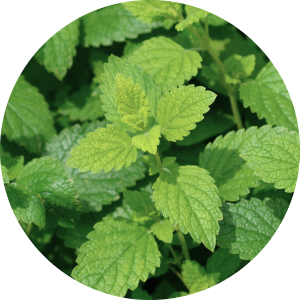 写真:メリッサ葉