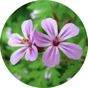 写真:ヒメフウロ