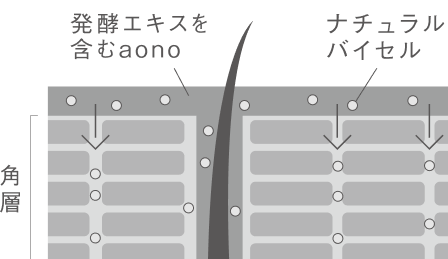 aonoのはたらきでうるおい整った肌へ
