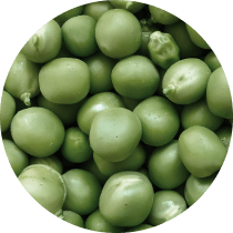 エンドウ豆発酵エキス