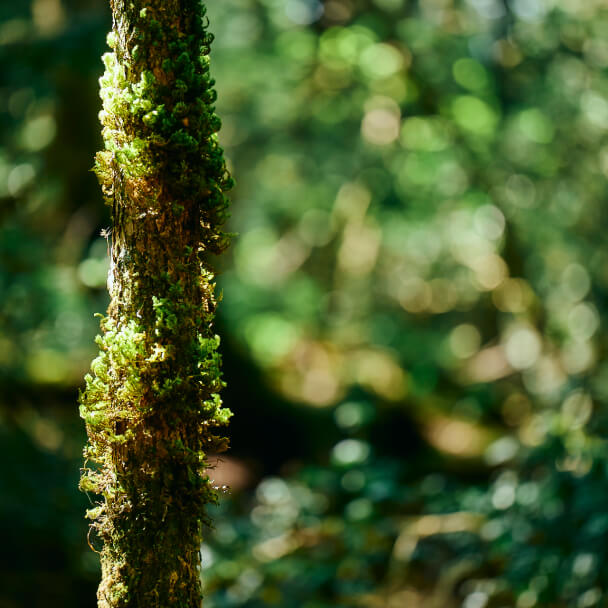 オーガニック成分 20%以上配合